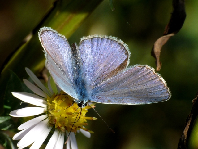 licena